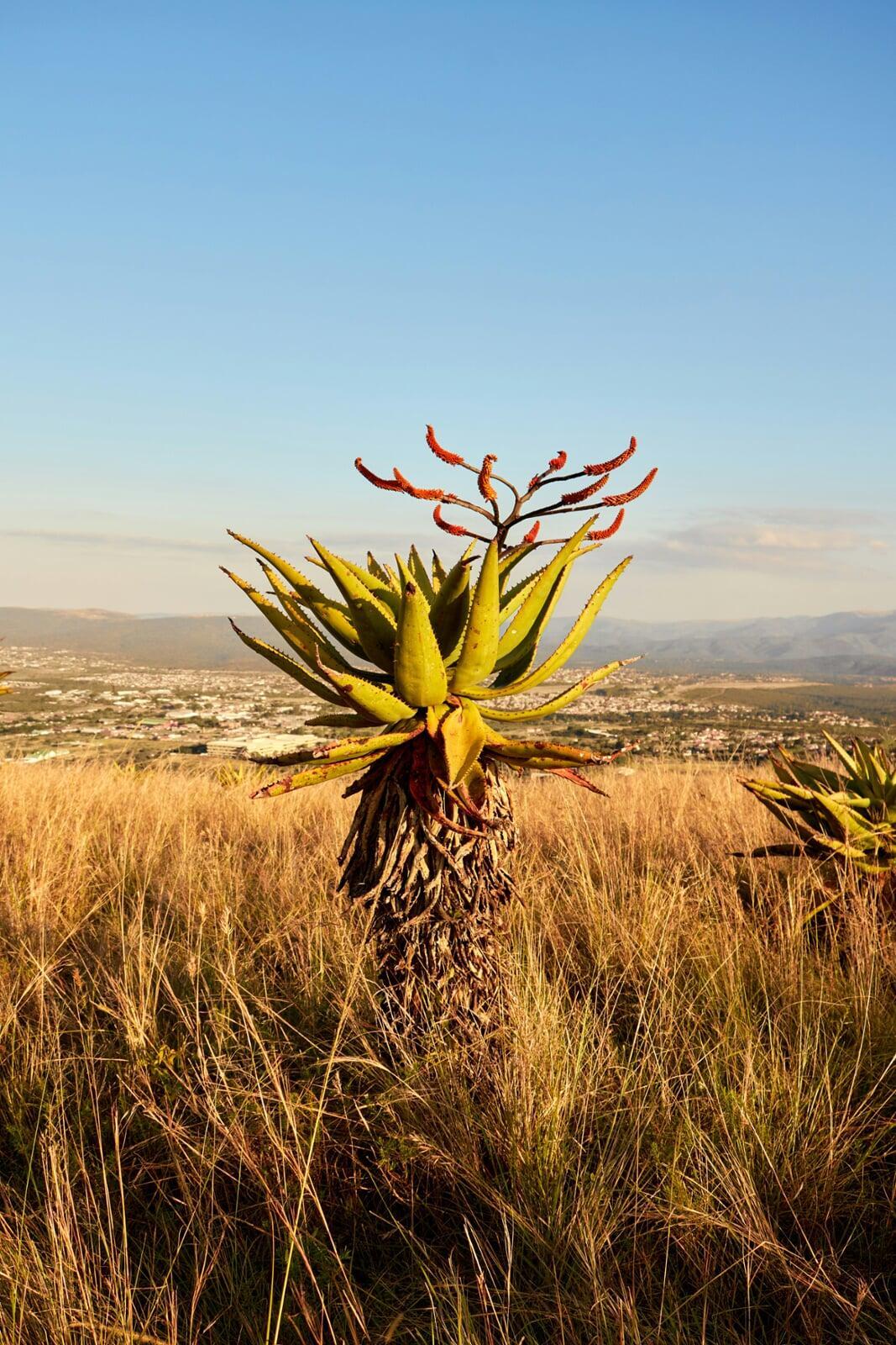 Photo by Sphamandla Luthuli on Unsplash